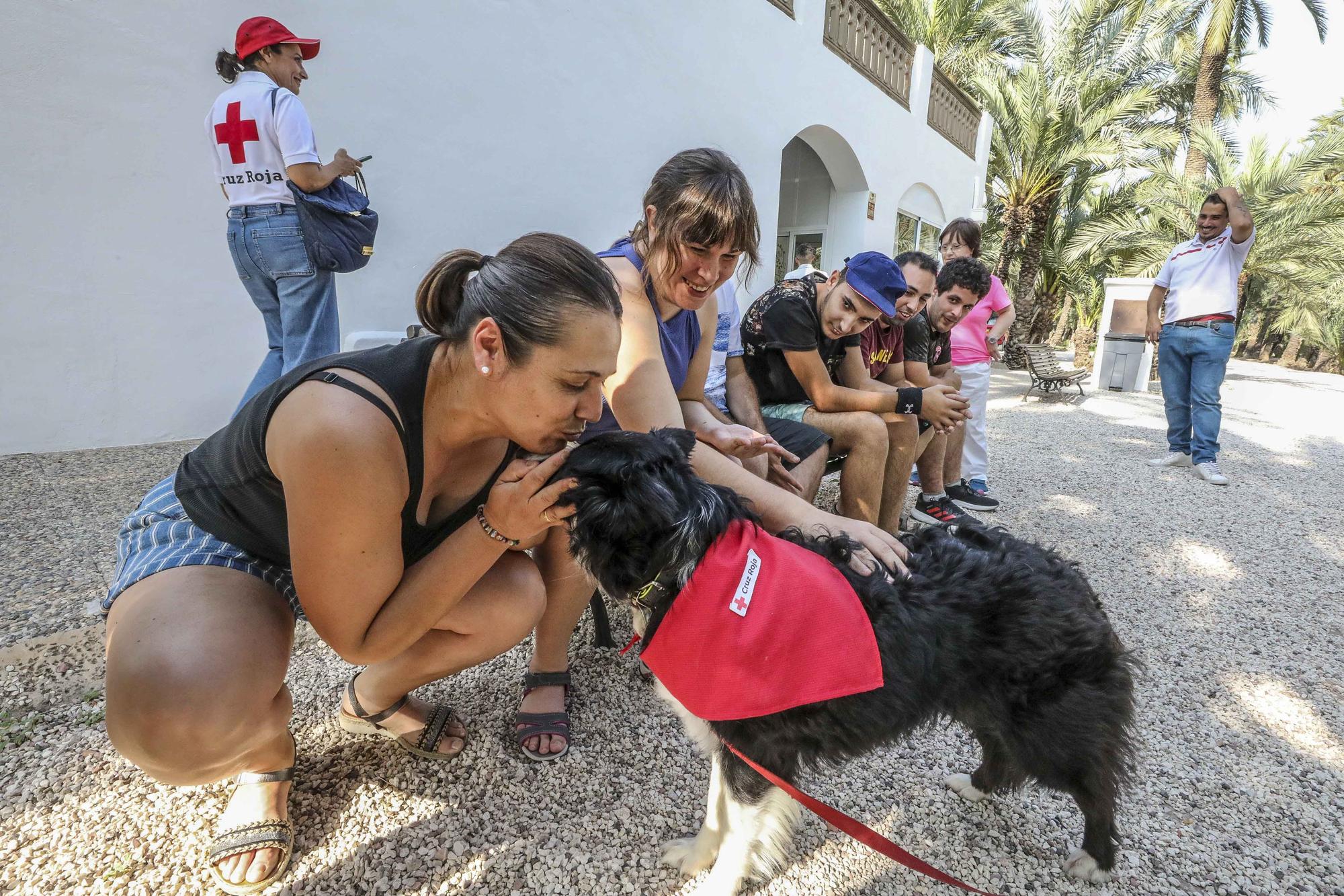 Terapia Con Perros De La Cruz Roja De Elche En La Sede De Integra T