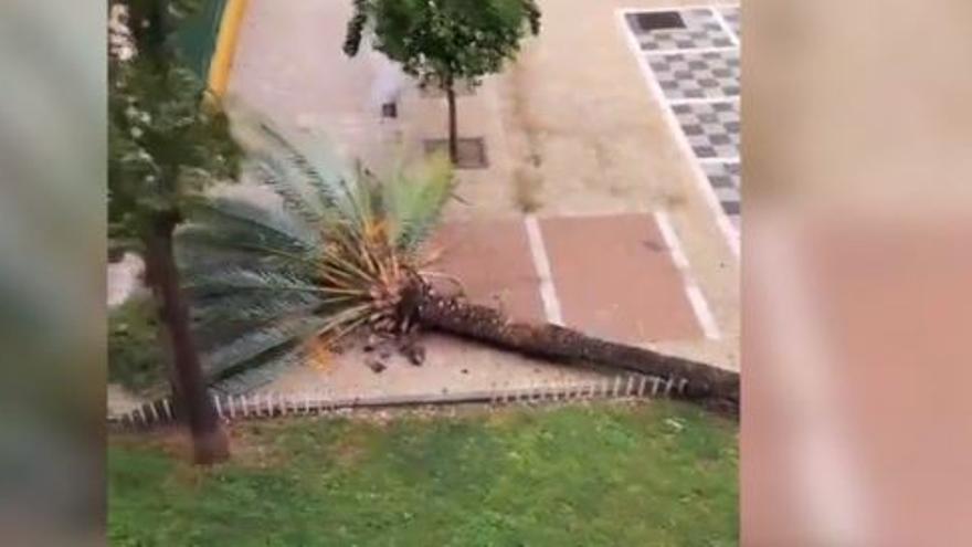 Palmera La Palmera Se Ha Ca Do El V Deo Viral De Una Mujer En