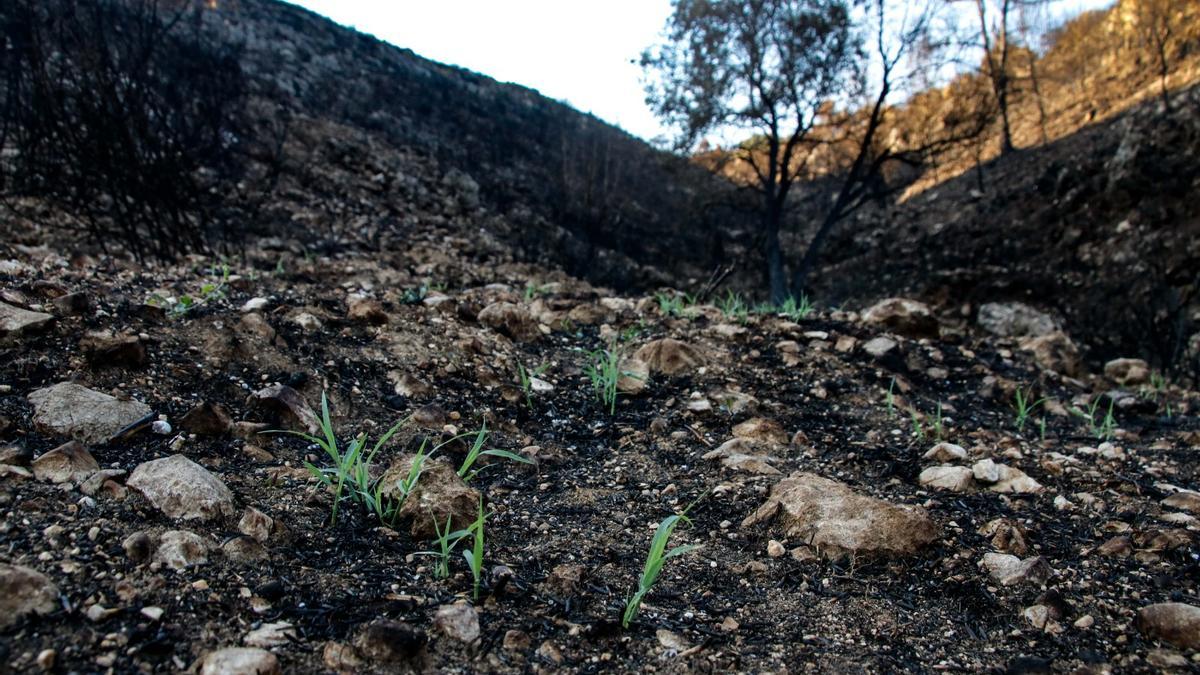 Brotan Las Primeras Plantas En Los Montes De La Vall D Ebo Una Semana