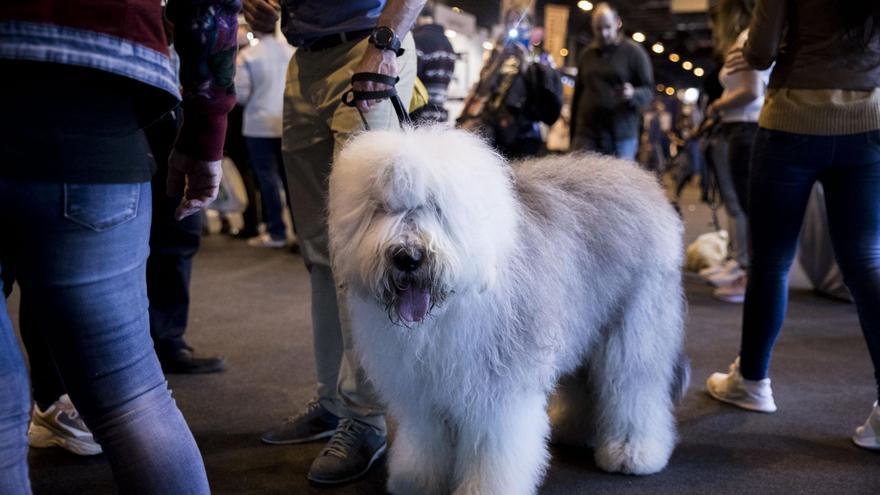 Un perro participando en una de las ediciones.