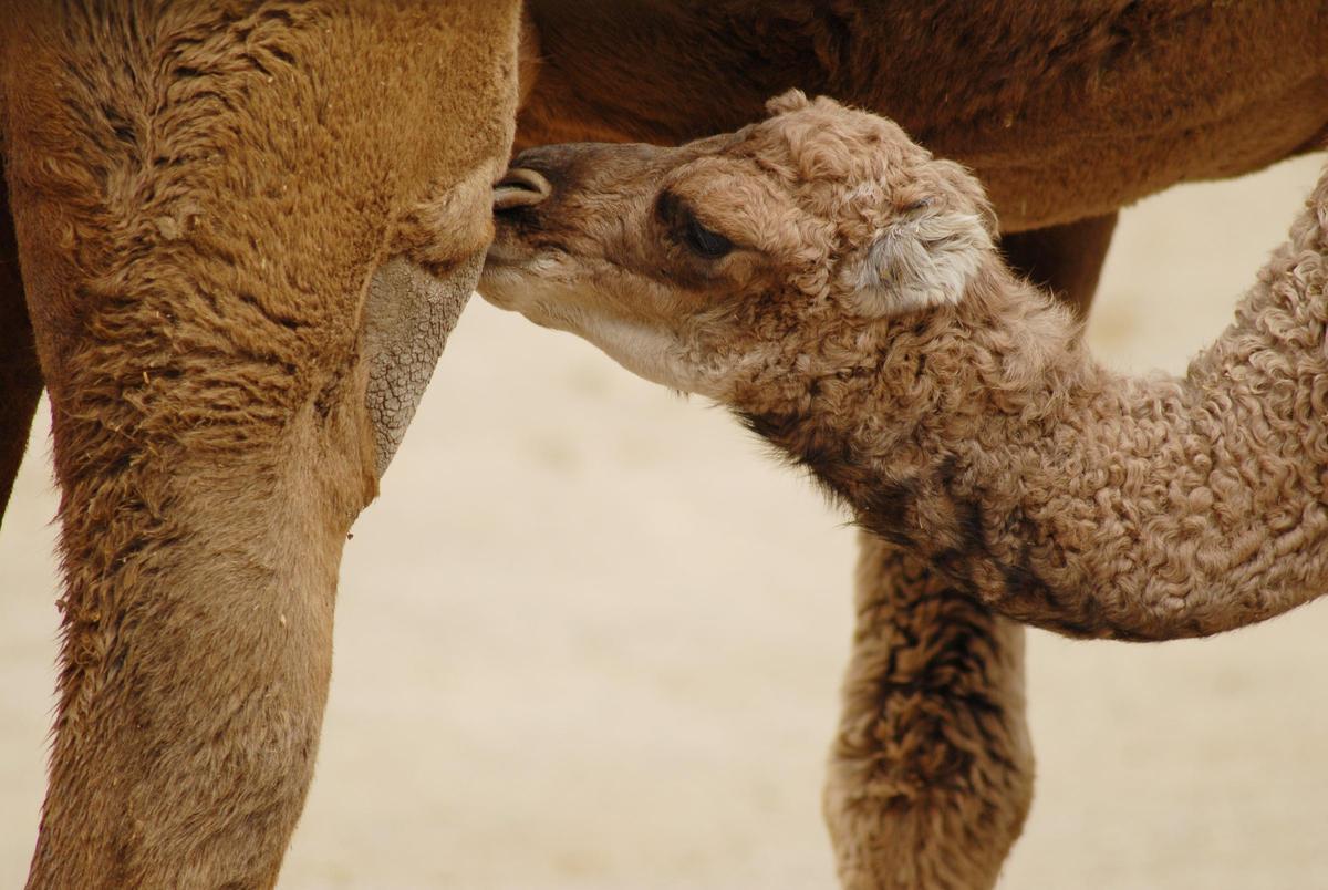 La granja cuenta con cerca de 500 ejemplares autóctonos.