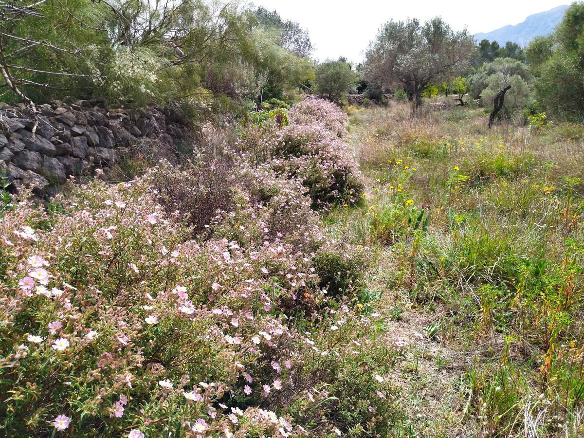 ¿Qué fue del jardín de los lirios de Bèrnia, en Benissa, el más grande de España?