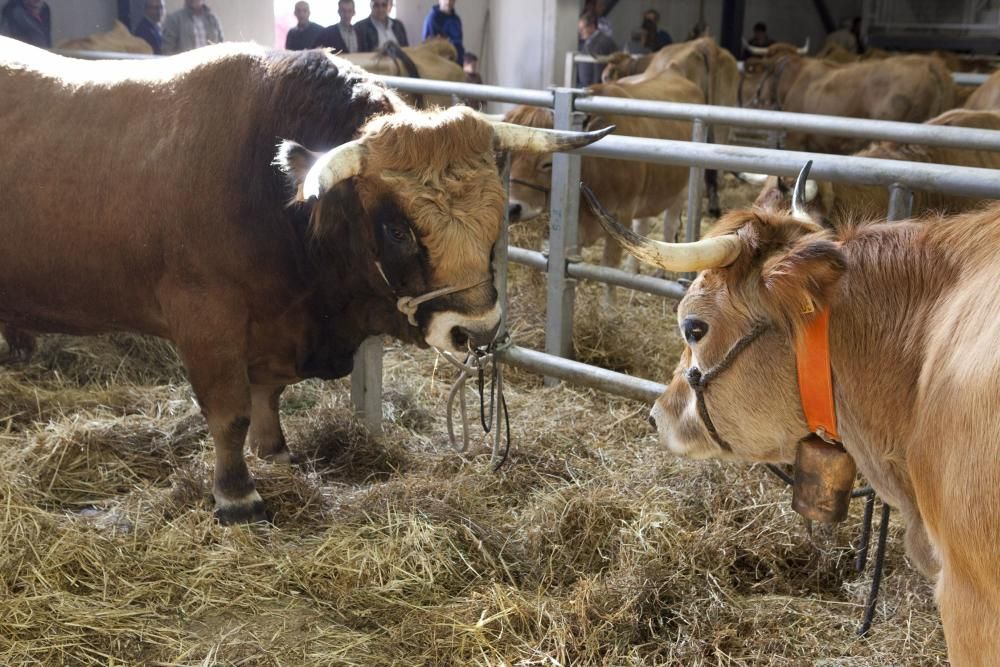 Fiestas de La Pontona en Pola de Laviana