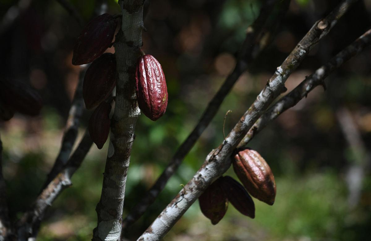 Desde hace diez años en Guerima, Colombia, los árboles de cacao reemplazan a los arbustos de coca en este departamento del tamaño de Guatemala, fronterizo con Venezuela. Está lejos de la bonanza que trajo el ingrediente principal de la cocaína, pero se ha convertido en una fuente estable de ingresos.