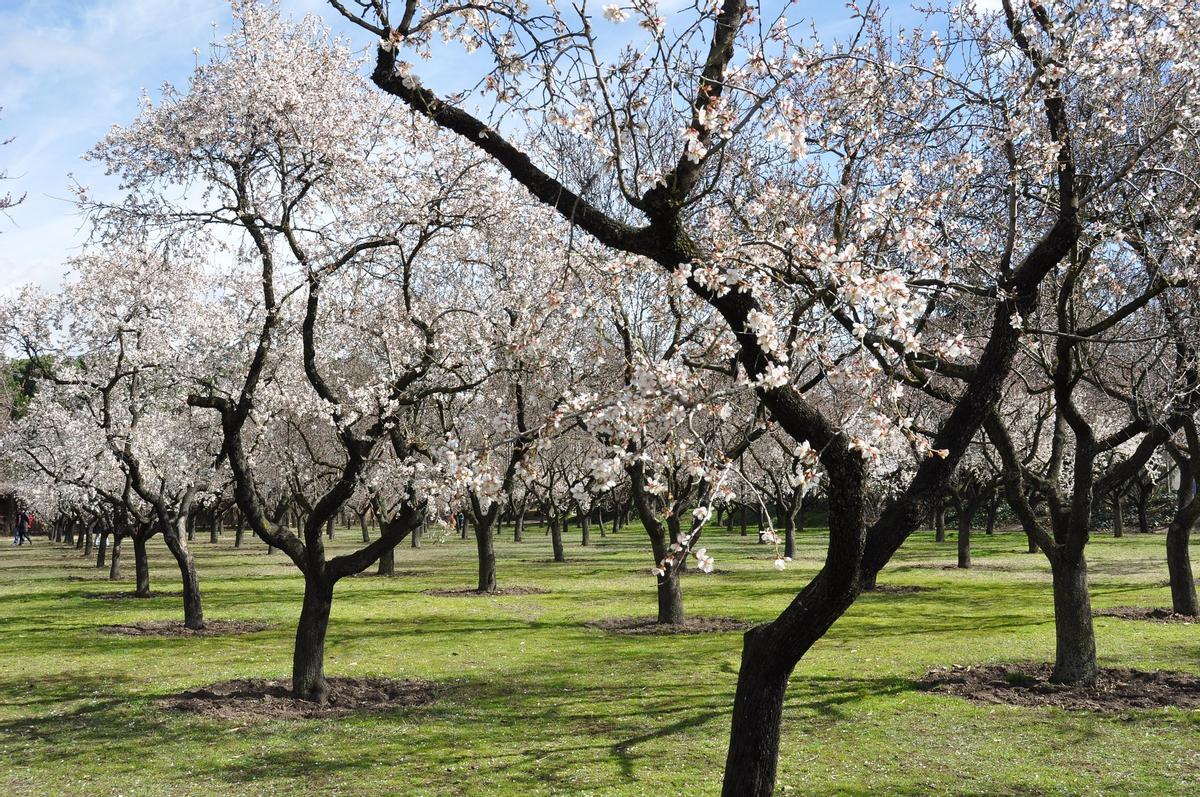 Campo de almendros.