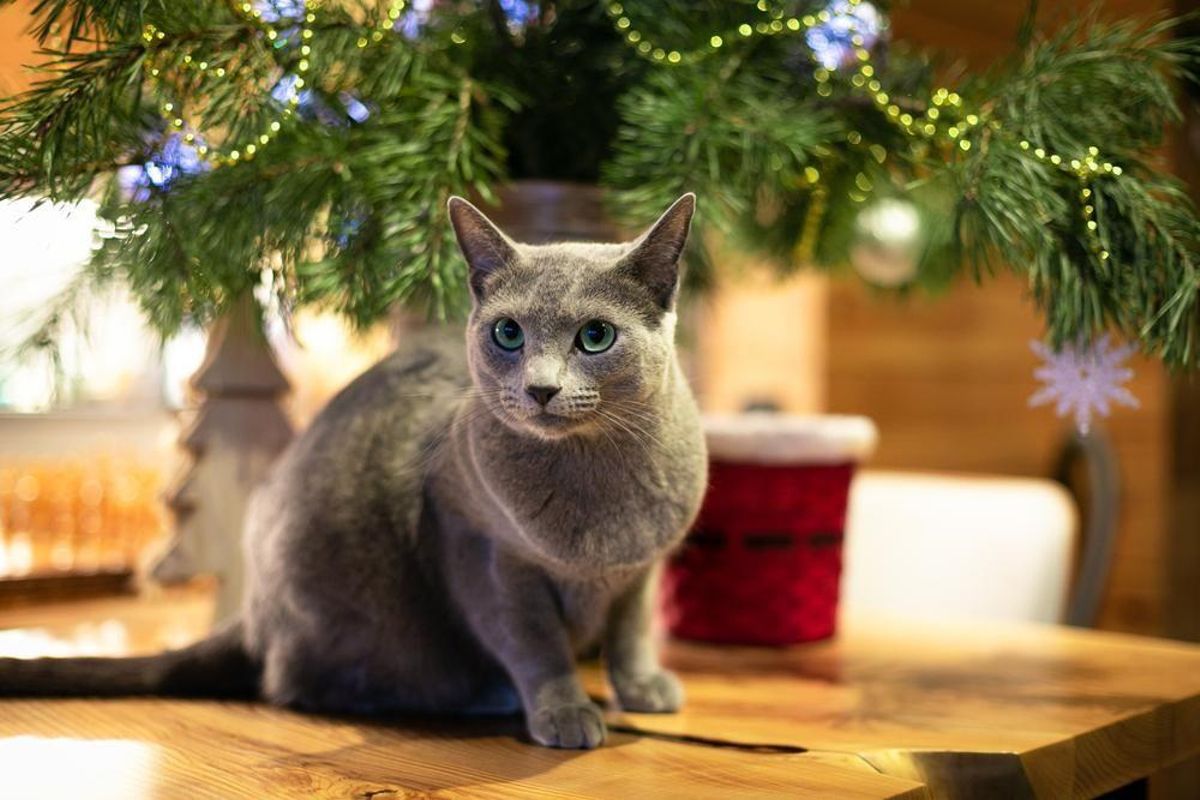 Un gato azul ruso.