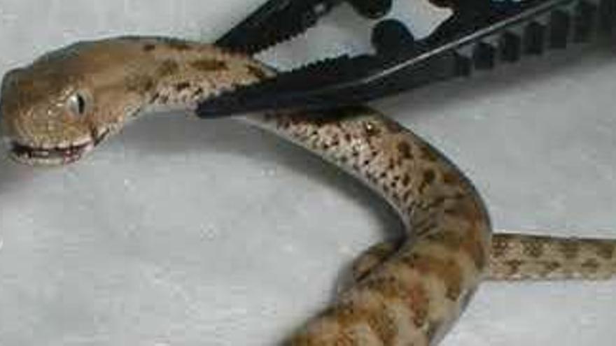Fallece un hombre de 27 años en Algeciras por la mordedura de una serpiente asiática