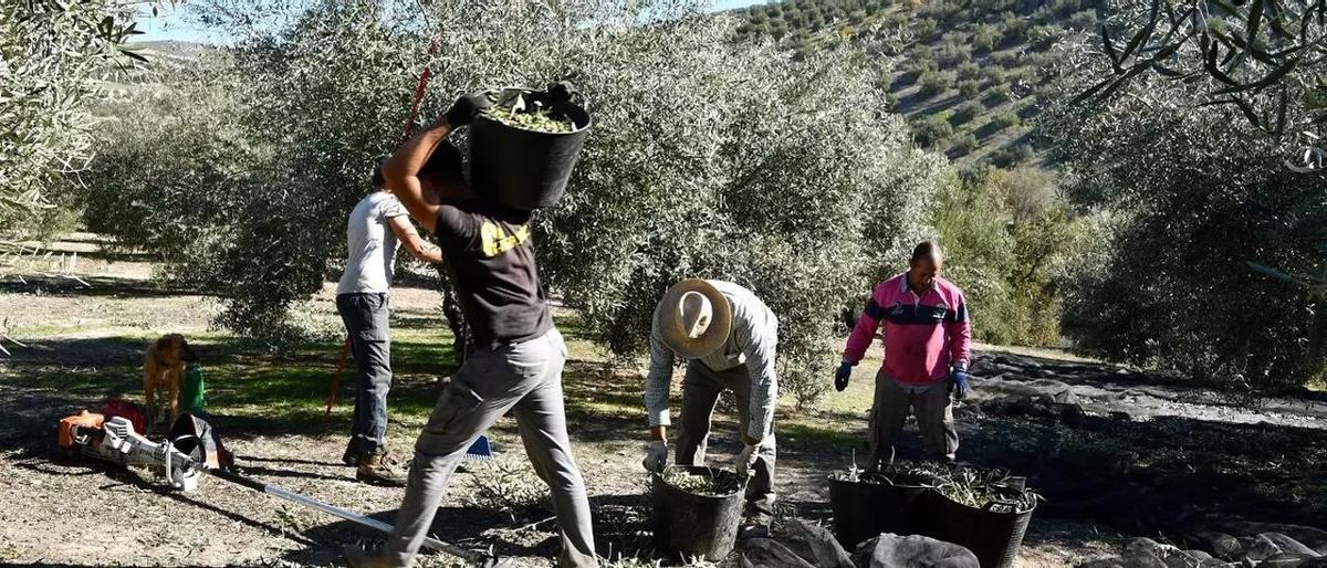 Recogida de la aceituna en Baena, en una imagen de archivo.