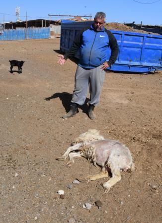 15/03/2019 TELDE.  Granja en la costa de Telde, donde unos perros matarón a una veintena de ovejas. Fotografa: YAIZA SOCORRO.  | 15/03/2019 | Fotógrafo: Yaiza Socorro