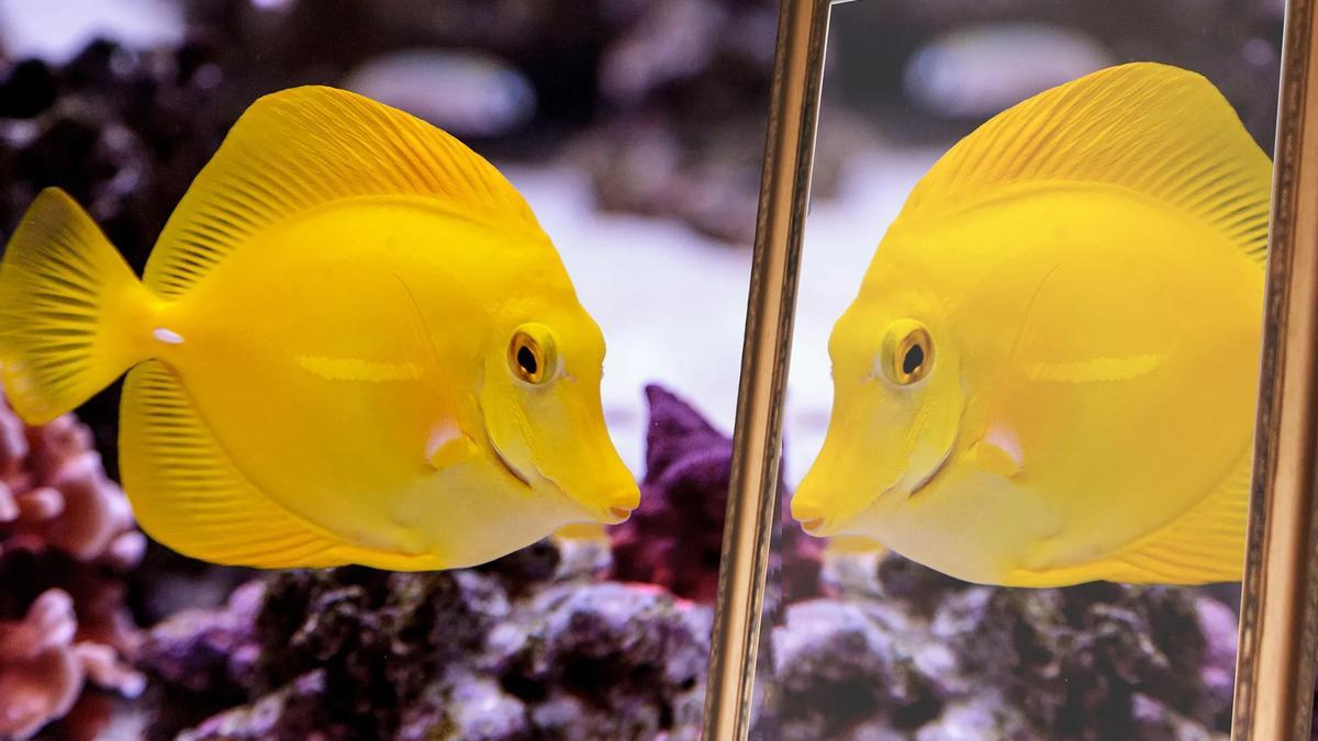 Los peces podrían tener conciencia de sí mismos