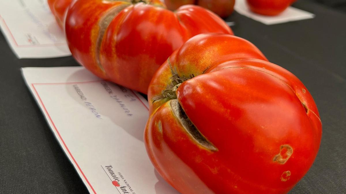Un ejemplar del tomate ganador.