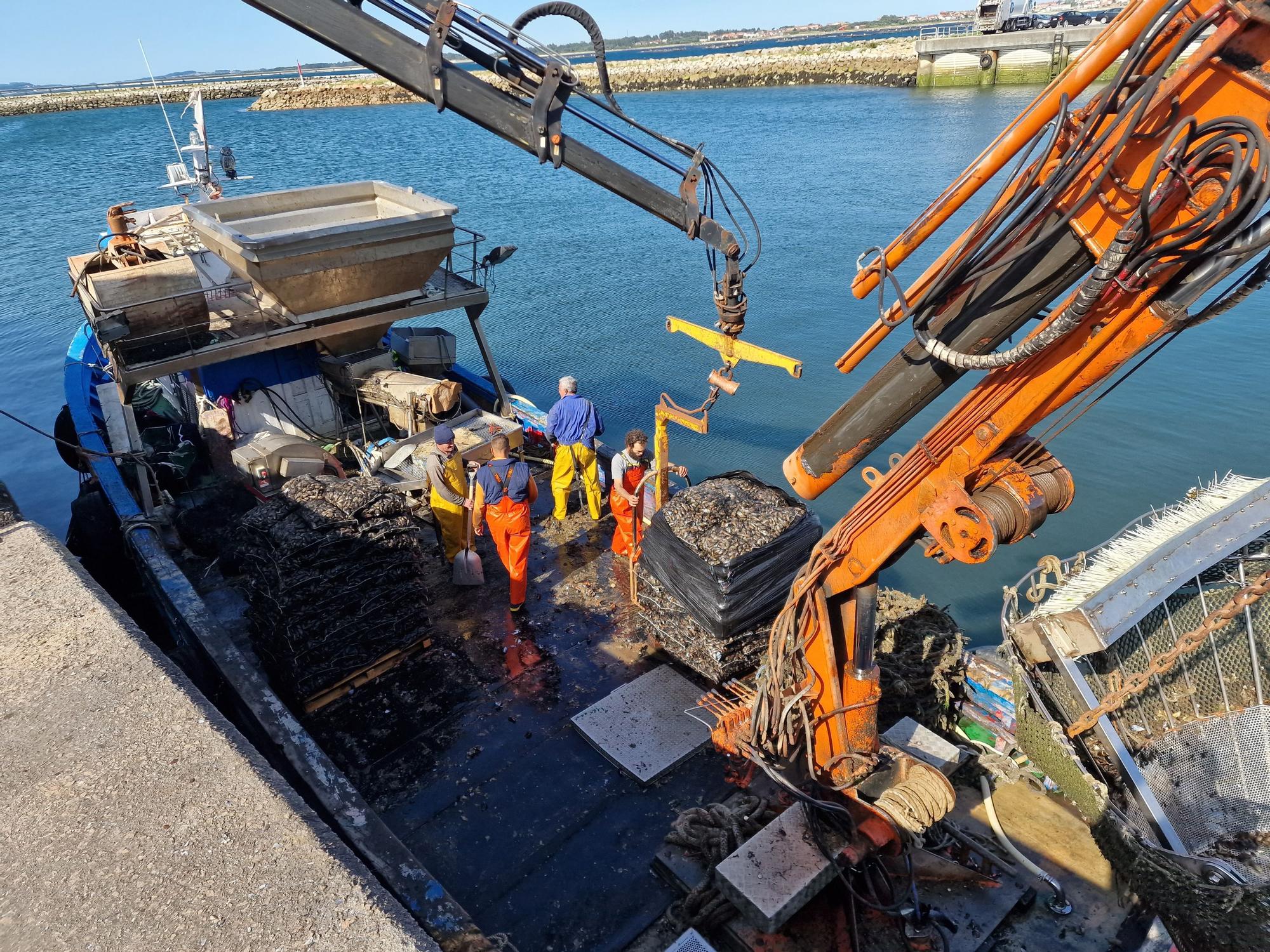 Descargas de mejillón en Arousa.