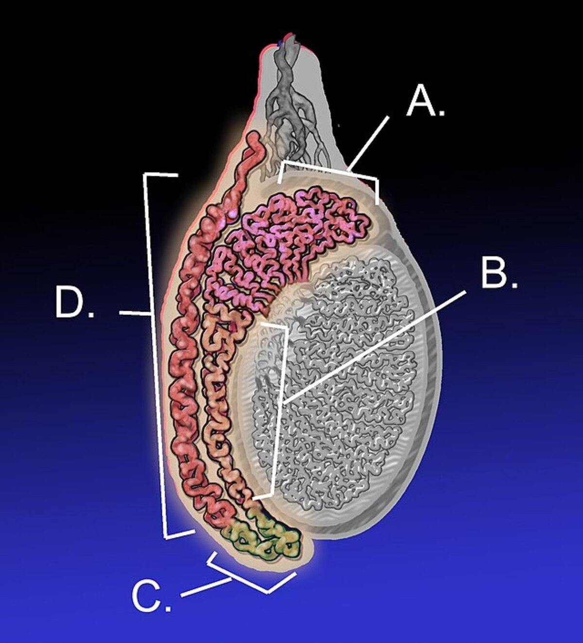 La epdidimitis puede aparecer tras un golpe en los testículos.