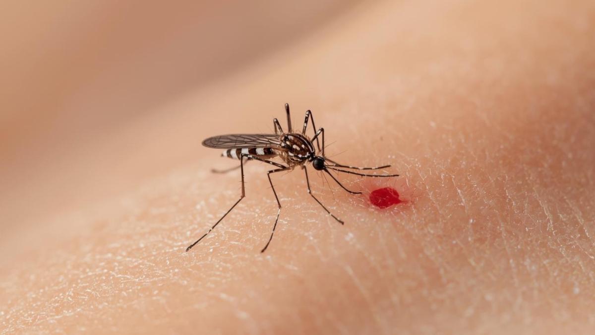 Las pulseras y los ultrasonidos no impiden las picaduras de mosquitos