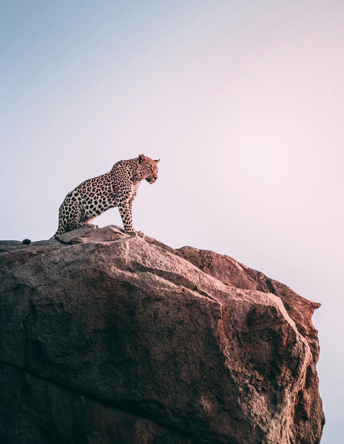 Un guepardo observa el paisaje desde una roca, una de las imágenes más poderosas de la vida salvaje africana.