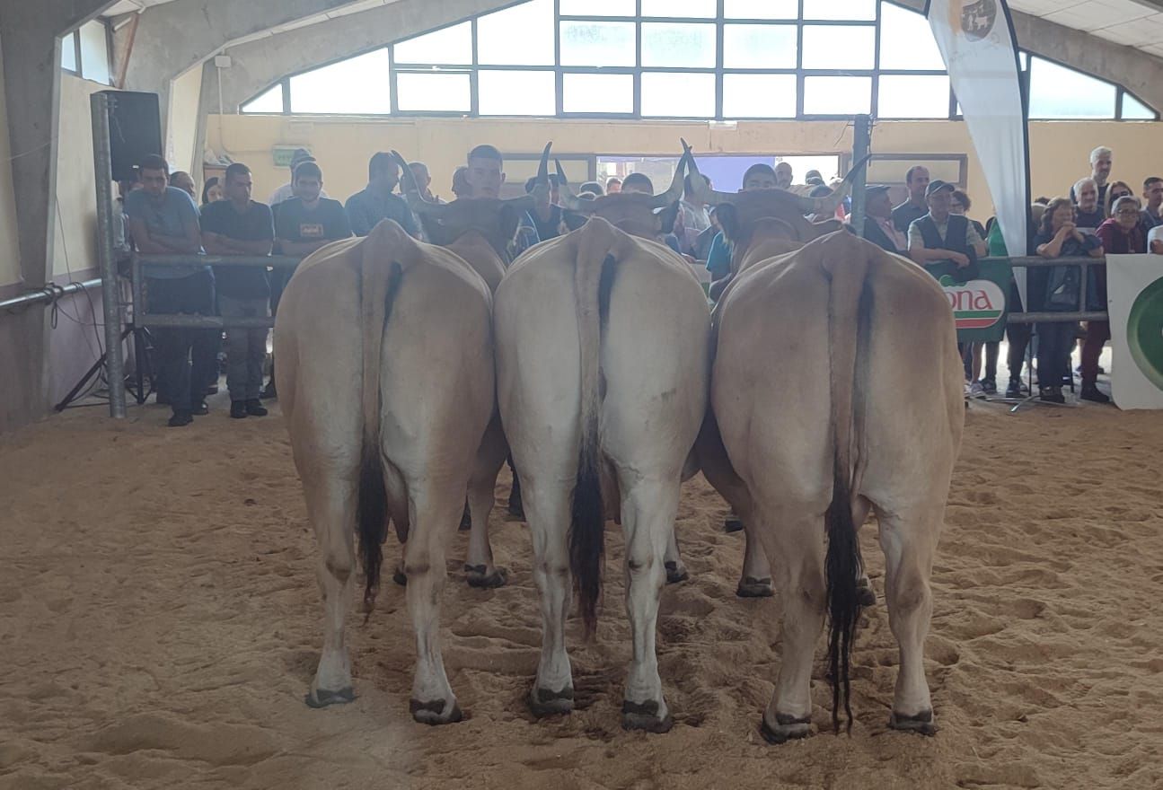 En imágenes: Las reses premiados en el concurso de Asturiana de los Valles de San Martín de Oscos