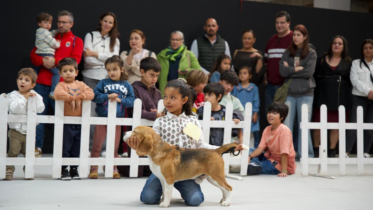 Fotogalería | Badajoz se rinde al encanto perruno en la Exposición Internacional Canina