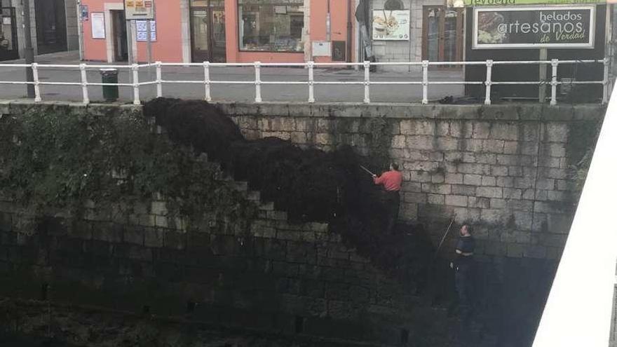 Ocleros sacando ayer algas junto al puente de Llanes.