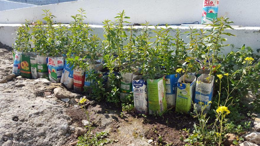 Algunos de los árboles plantados en la iniciativa &#039;Almargen Re-verde&#039;.