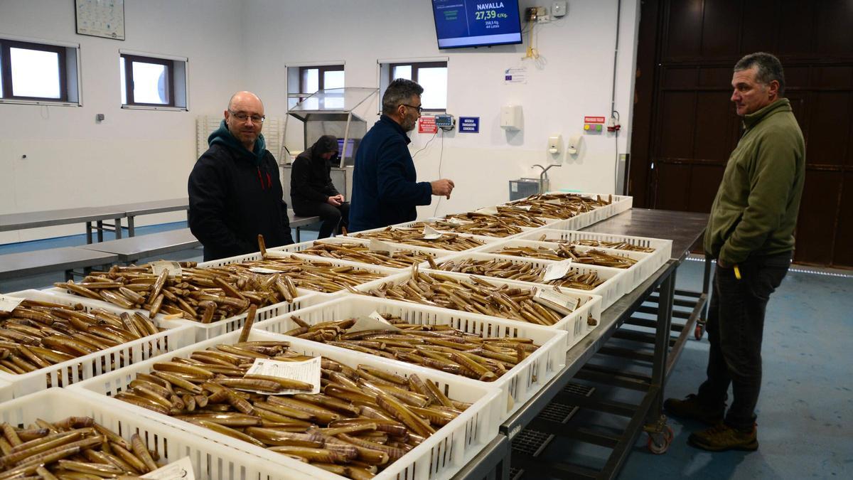 Los navalleiros de Cangas son de los pocos oficios que consiguen trabajar en Cíes. En la imagen, lotes de navaja para su subasta ayer en la lonja canguesa.