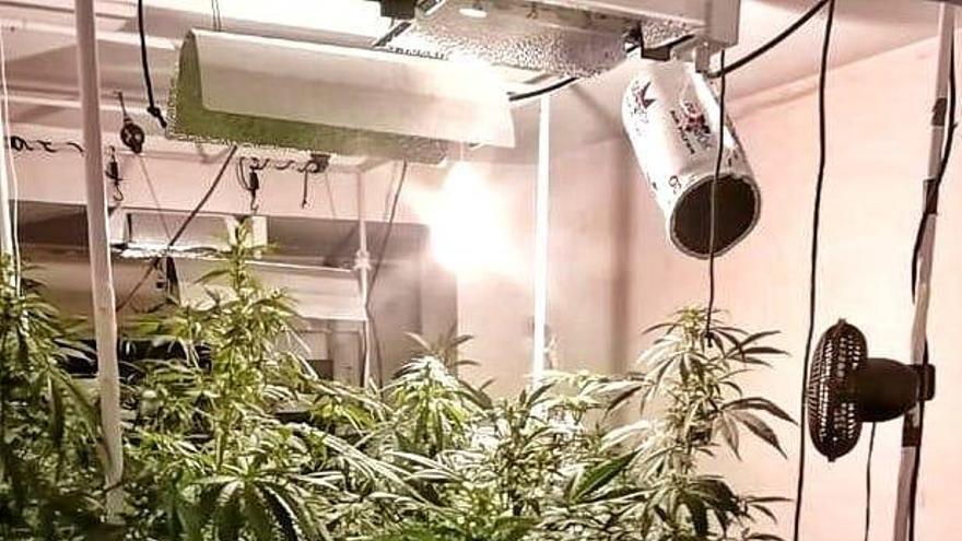 Detenidos por montar un invernadero de marihuana en el piso que alquilaron en Zaragoza