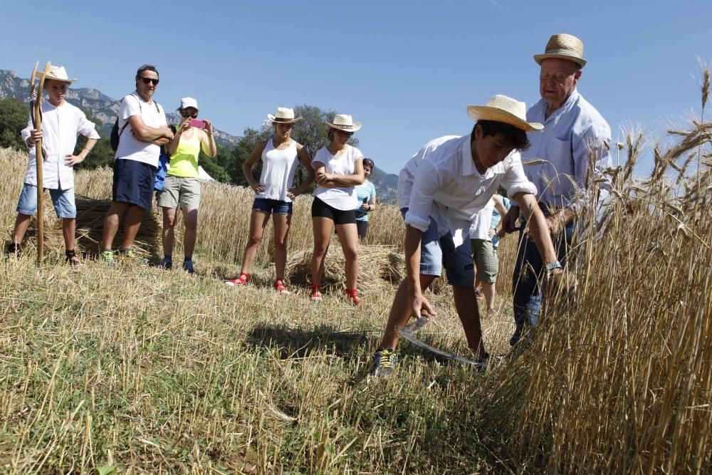 Festa del Segar i el Batre a Avià