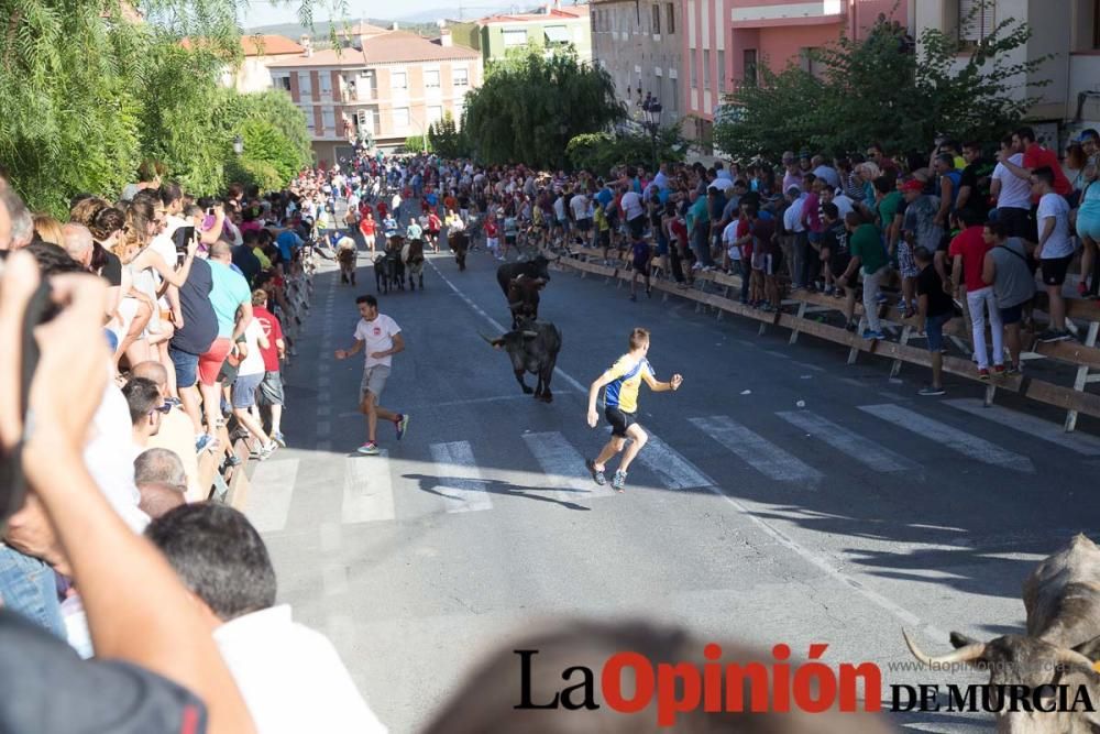 Última suelta de vacas en Moratalla