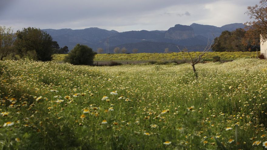 Frühlingstimmung auf Mallorca: Die Felder blühen, die Wolken ziehen langsam fort