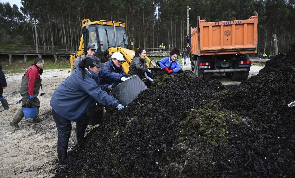 Mariscadoras en los trabajos de limpieza de los arenales en Poio en el mes de febrero.