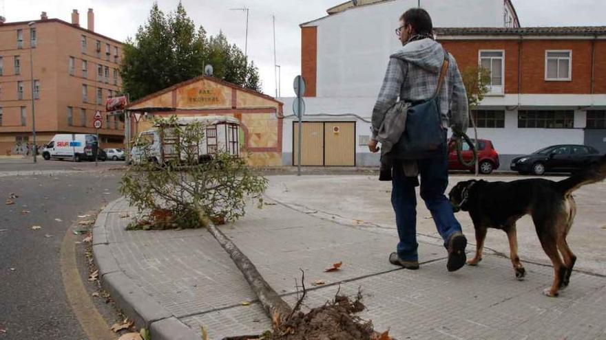 El viento derriba un árbol en pleno barrio de Pinilla