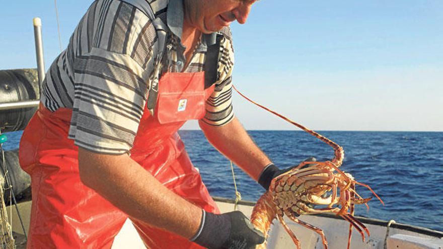 En las Pitiusas se capturan unas cuatro toneladas anuales de este crustáceo