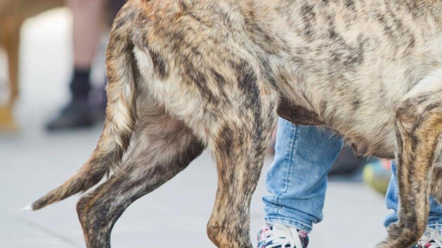 Herido un hombre de 63 años tras  ser atacado por  varios perros  en Castelló