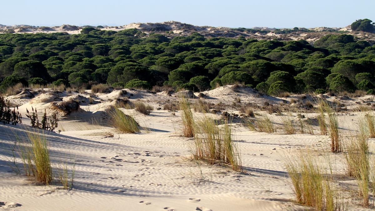 Parque de Doñana