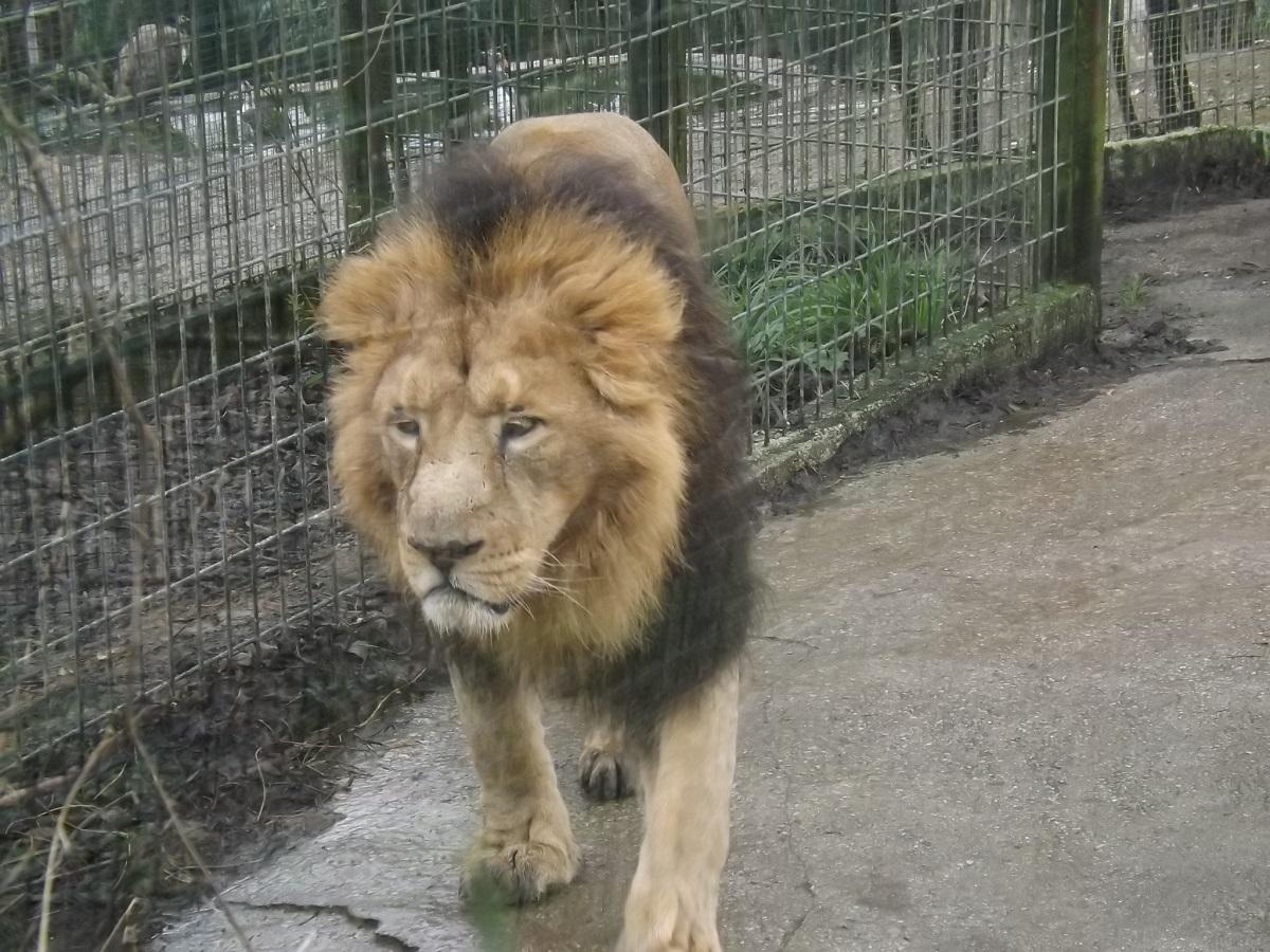 León rescatado del tráfico ilegal