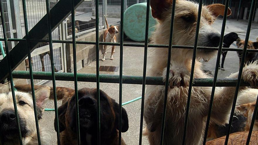 El goteo incesante de abandono de perros y gatos