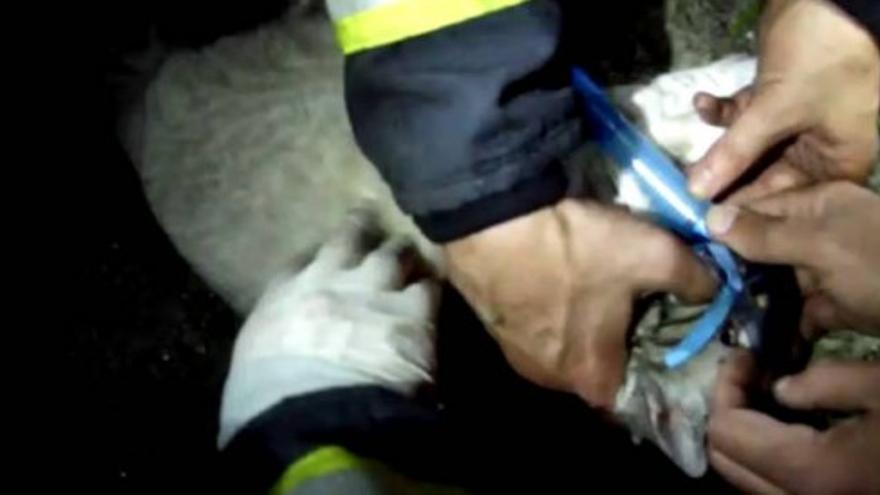 Los bomberos de Vilagarcía rescatan a un gato en un incendio