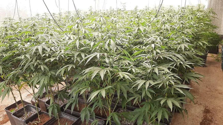 Les quasi 400 plantes de marihuana dins la casa de Cabrera d'Anoia