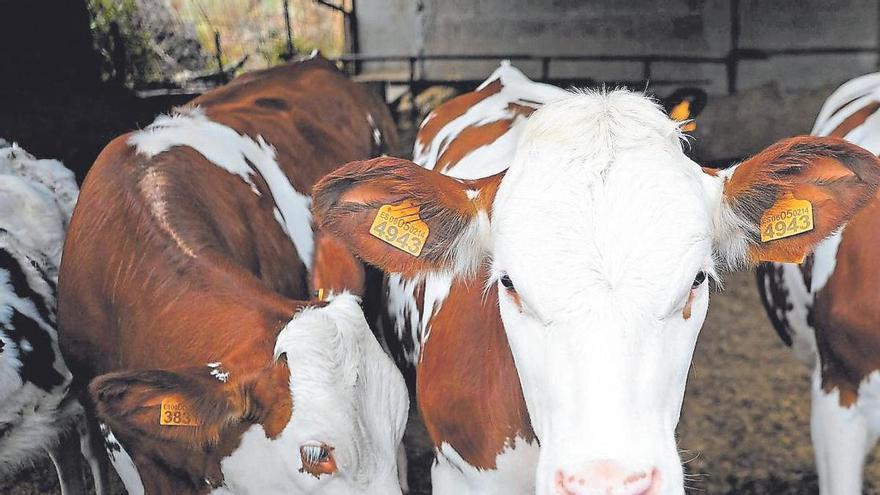 Carne, cereales y leche, en el alambre: los sectores españoles más expuestos tras el acuerdo UE-Mercosur