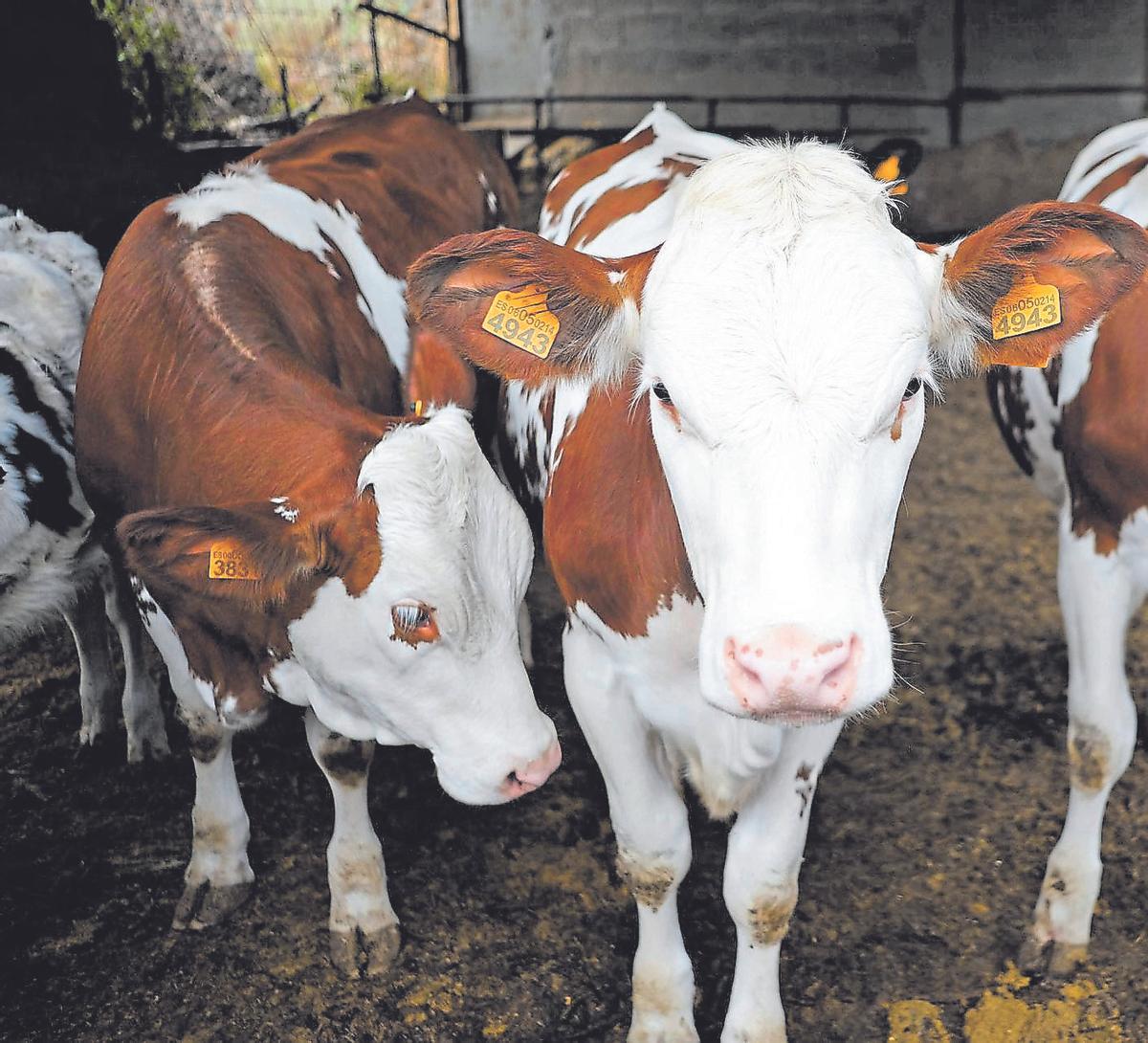 Granja de vacas en Valsequillo, Gran Canaria.