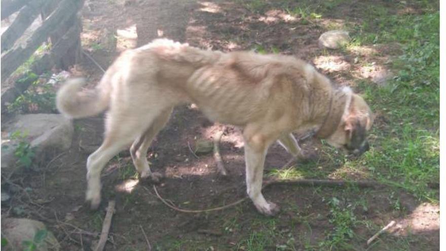 El mastín desnutrido encontrado en Caso.