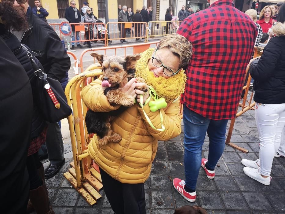 Bendición de animales en Xirivella.