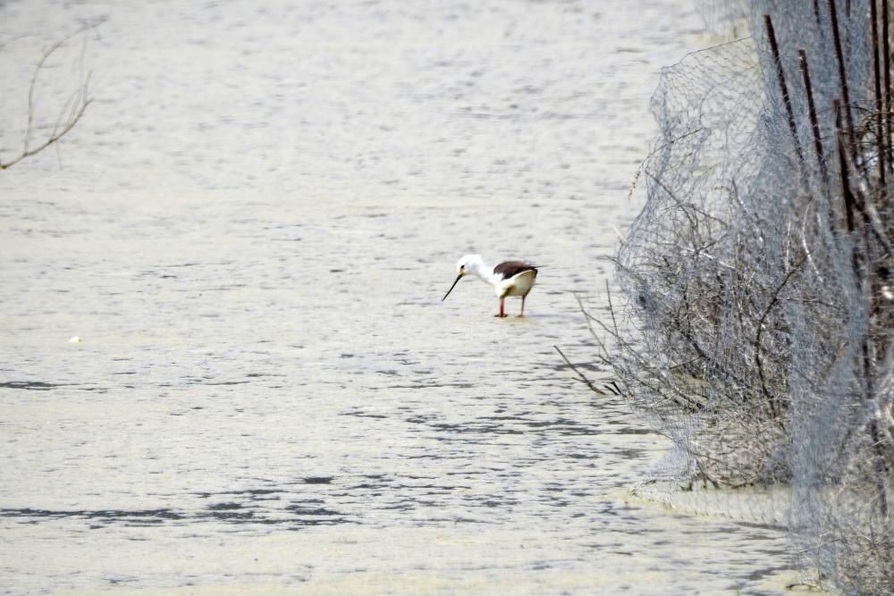 Flamencos y todo tipo de aves en la Laguna de Villena