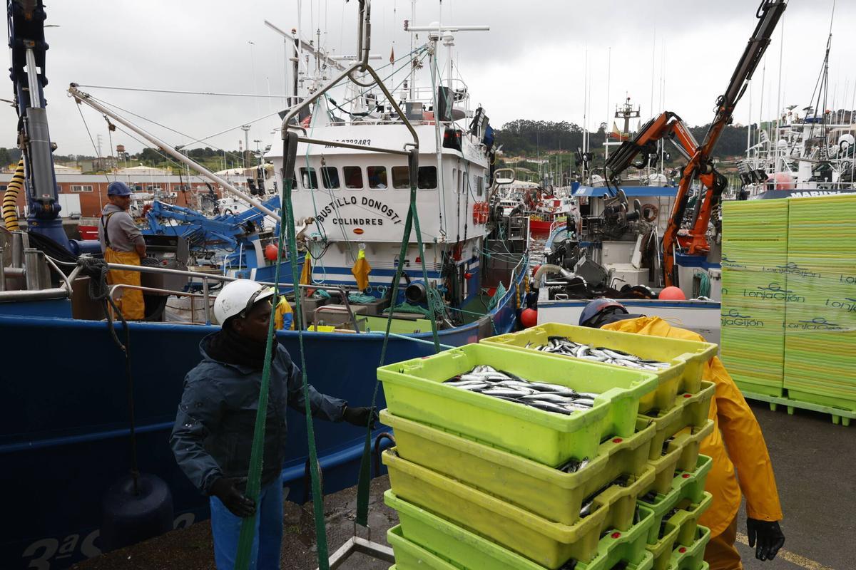 EN IMÁGENES: "Intensa y épica" descarga en Lonja Gijón: más de 65.000 cajas de bocarte y 550.000 kilos de pescado rulado