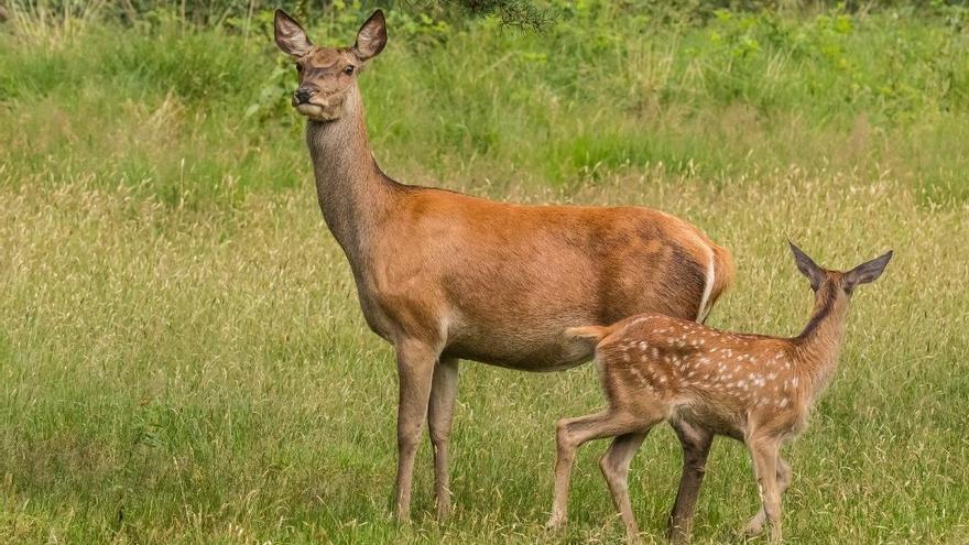 La Federación de Caza de la Comunidad Valenciana lanza los Premios &#039;Caza y Naturaleza&#039;