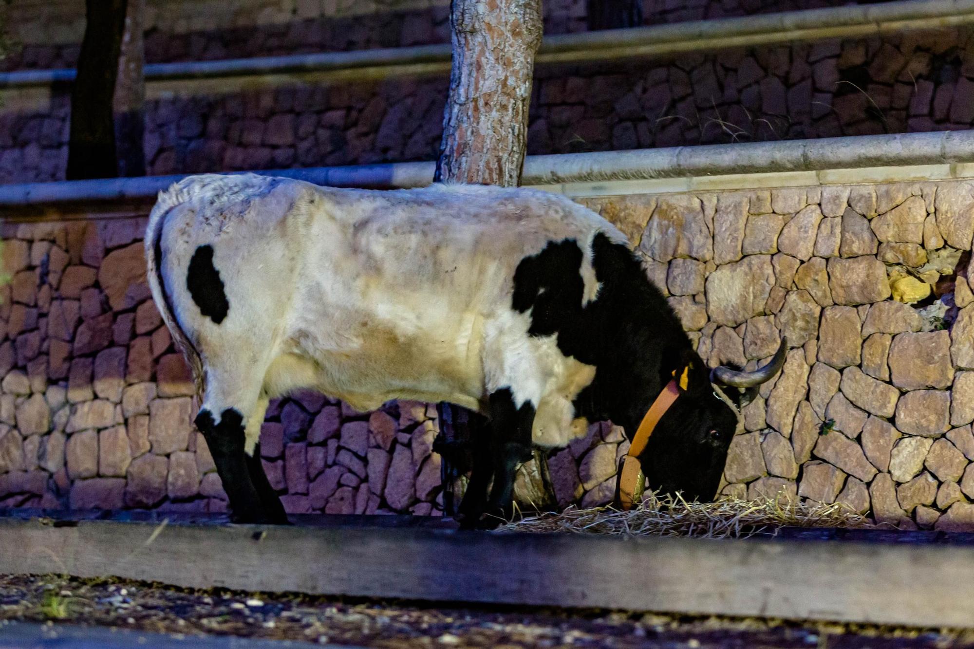 Así es el campamento de los Reyes Magos en Benidorm