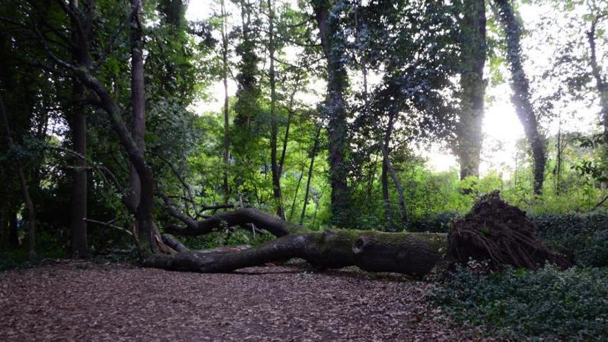 Cangas insta a los dueños del “Bosque encantado” de Aldán a analizar los árboles para garantizar la seguridad