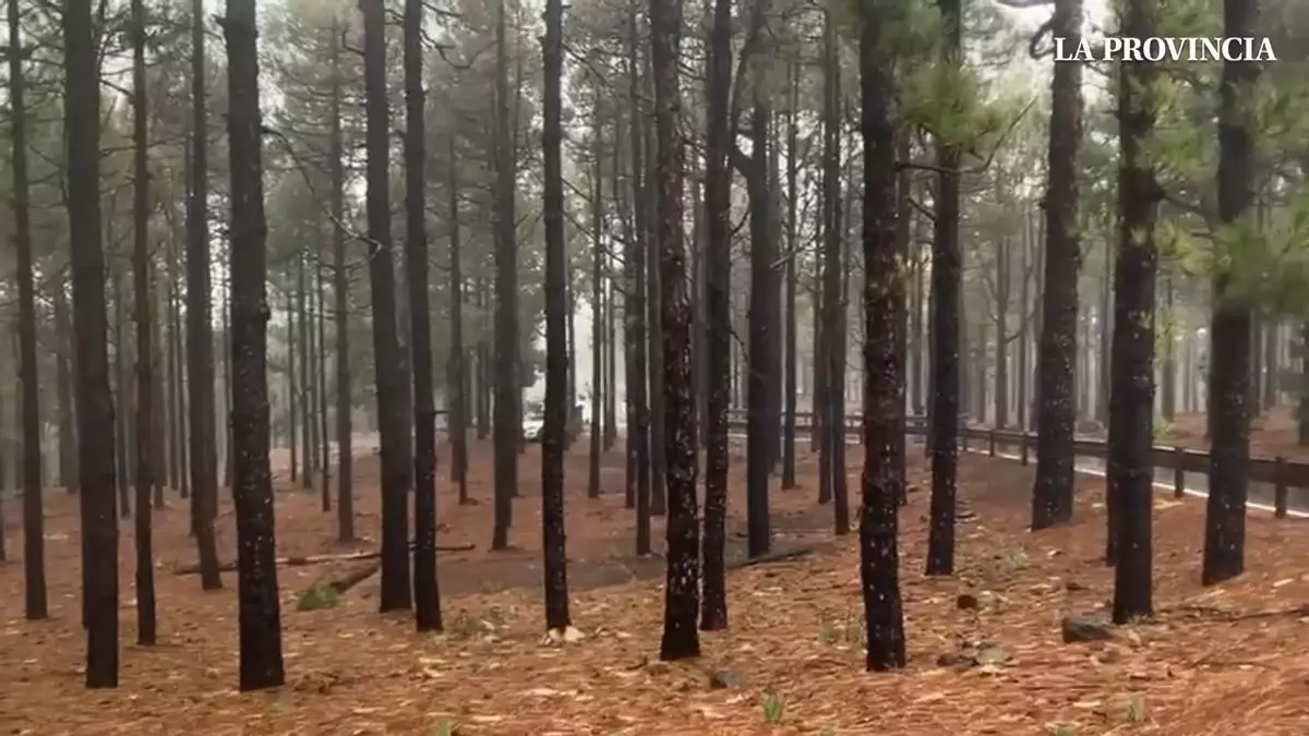 Nieve y cortes de carretera en la cumbre de Gran Canaria