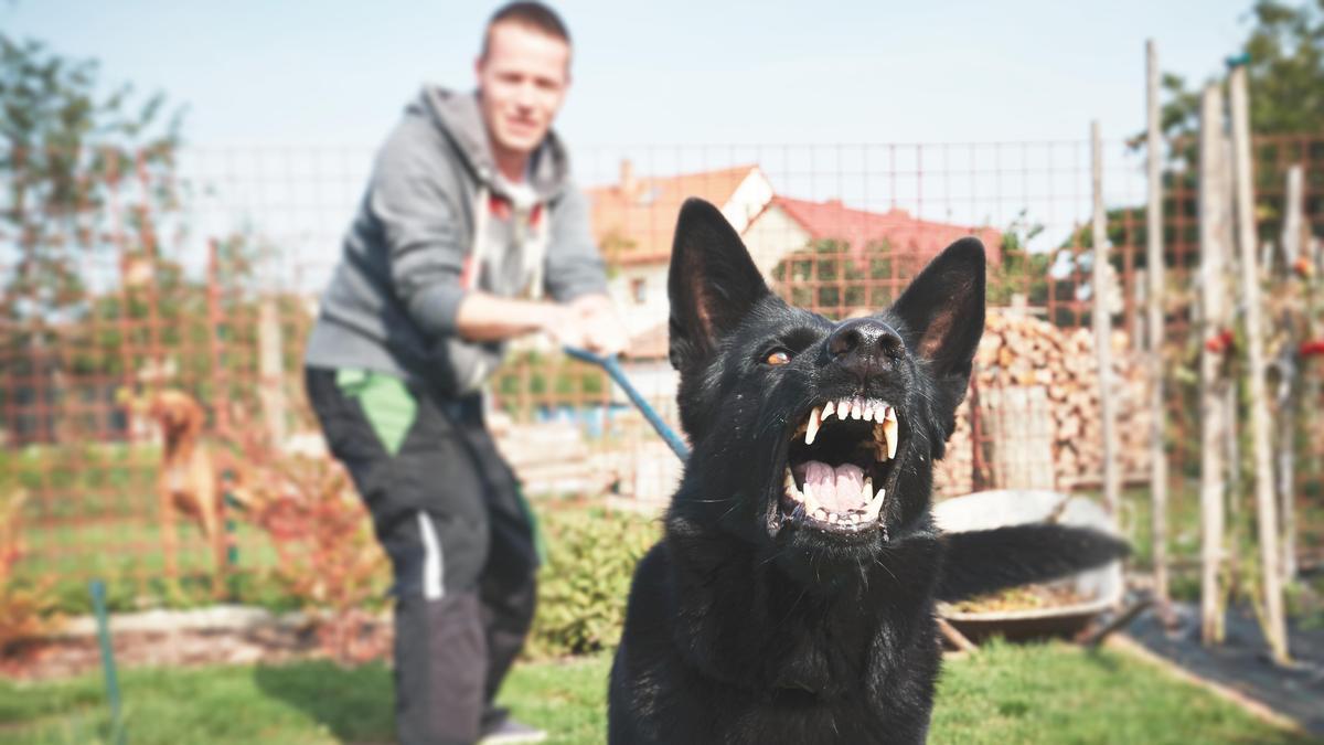 Los perros potencialmente peligrosos desaparecen.