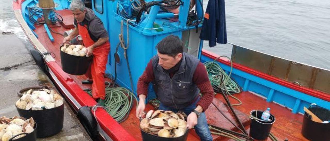 Un barco de Bueu descarga sus capturas de vieira en la última campaña hasta la fecha. |   // S.ÁLVAREZ