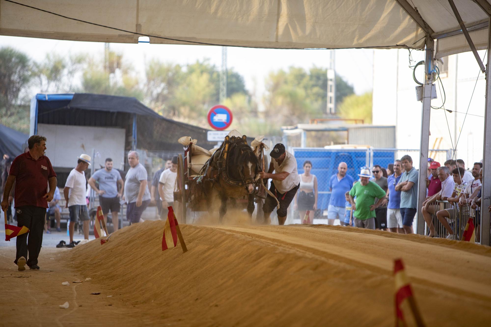 Así ha sido la XLV edición del concurso de tiro y arrastre de la Fira d'Agost de Xàtiva